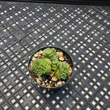 Load image into Gallery viewer, Crassula ‘Dorothy’