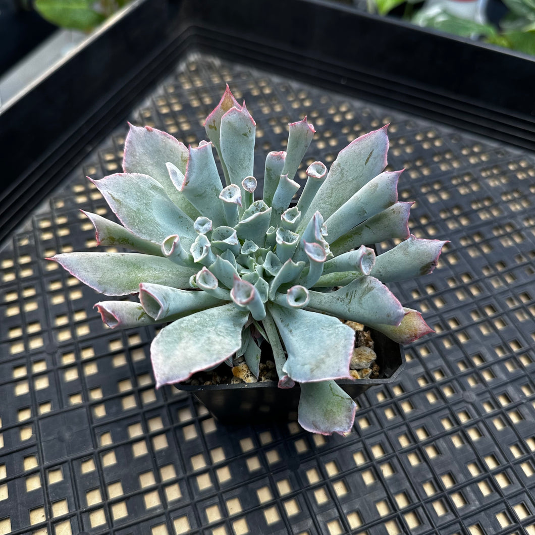 Echeveria ‘Trumpet Pinky’