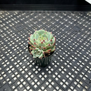 Echeveria ‘Blue Eye’