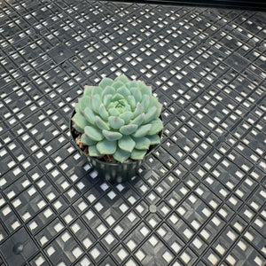 Echeveria 'Chrissy 'n' Ryan'