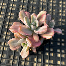 Load image into Gallery viewer, Graptoveria Variegated ‘Mrs Richards’