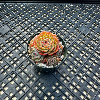 Echeveria ‘Sugar Baby’