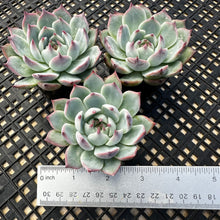 Load image into Gallery viewer, Echeveria ‘Parva’