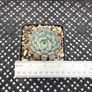 Echeveria Zaragosa