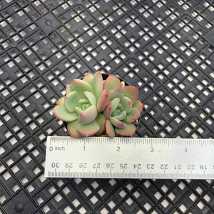 Echeveria ‘Shamong’