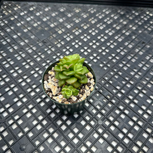 Sedeveria ‘Rolly’