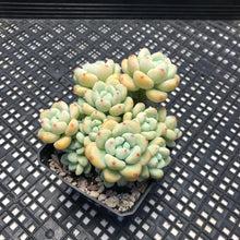Load image into Gallery viewer, Sedum Clavatum