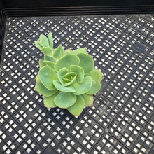 Load image into Gallery viewer, Echeveria ‘Lemon Rose’