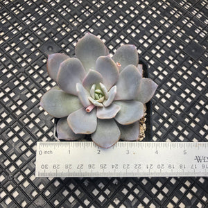 Echeveria ‘Grouse’