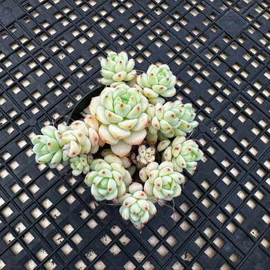 Sedum perezdelarosae