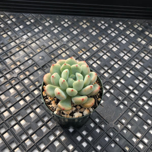 Echeveria amoena microcalyx