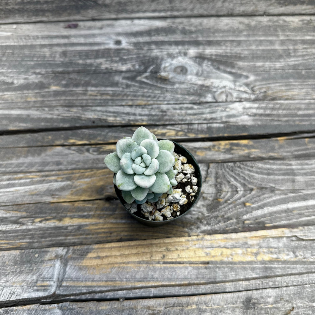 Sedum clavatum variegated