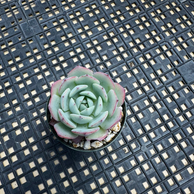 Echeveria ‘Johnny’