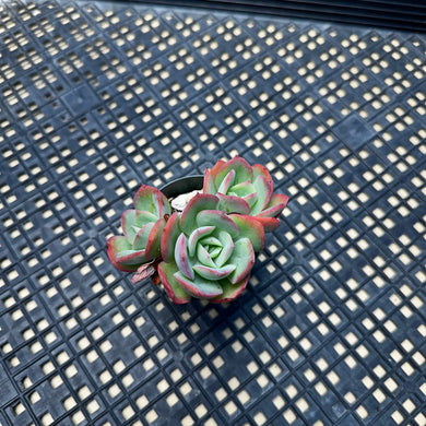 Echeveria ‘Luella’