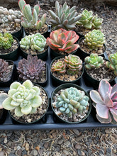 Load image into Gallery viewer, #ER-F34 Assorted 2-2.5” premium succulents. Echeveria, Crested, Crassula, Graptoveria, Sedum, Variegated