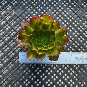 Semponium ‘Sienna’