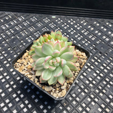 Load image into Gallery viewer, Echeveria ‘Mebina’ Variegated