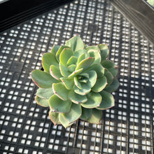 Load image into Gallery viewer, Echeveria hybrid sp.Variegated
