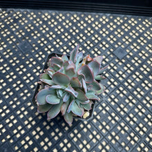 Load image into Gallery viewer, Echeveria ‘Trumpet Pinky’ Cristate Crested