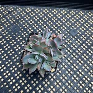 Echeveria ‘Trumpet Pinky’ Cristate Crested