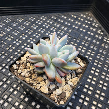 Load image into Gallery viewer, Echeveria ‘Orange Monroe’