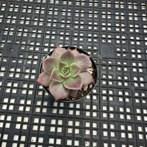 Echeveria ‘Sir Charles’