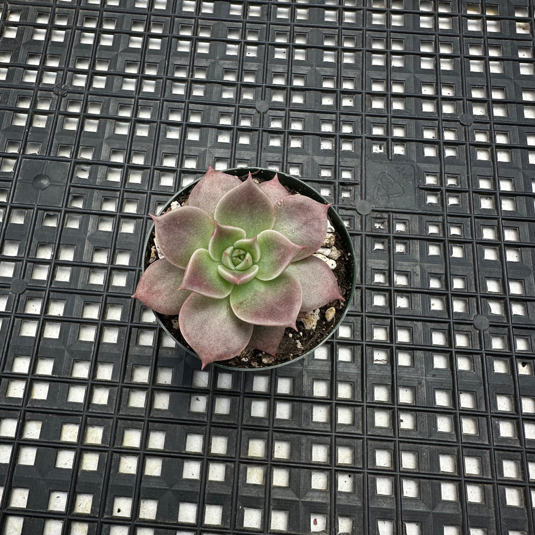 Echeveria ‘Sir Charles’