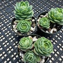 Load image into Gallery viewer, Sedeveria ‘Green Rose’