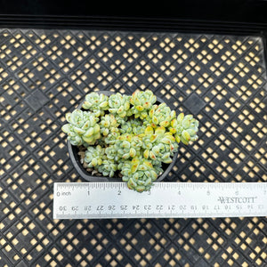 Sedum perezdelarosae