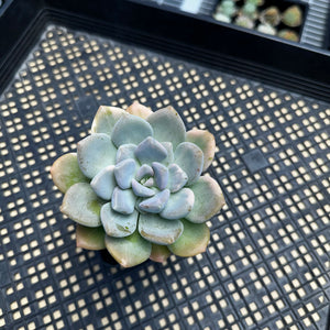 Pachyveria Pachyphytoides Variegated