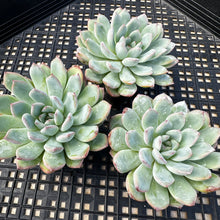 Load image into Gallery viewer, Echeveria ‘Pink Edge’