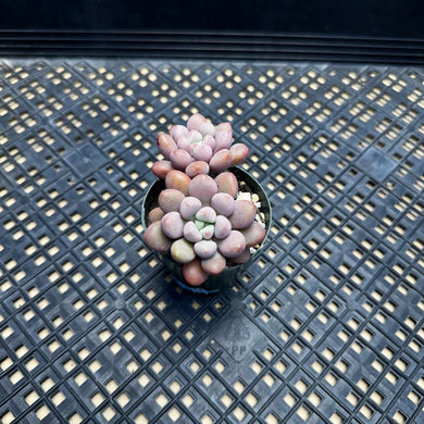 Pachyveria hybrid sp