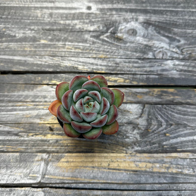 Echeveria ‘Chubby Lips’