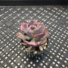 Load image into Gallery viewer, Echeveria ‘Beyonce’ Variegated