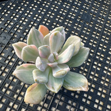 Load image into Gallery viewer, Pachyveria Pachyphytoides Variegated