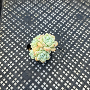 Sedum Clavatum