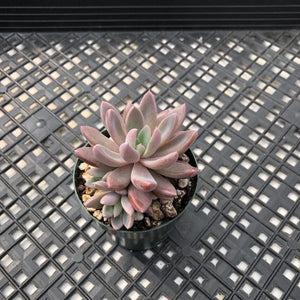 Echeveria ‘Sugar Jelly’