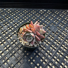 Load image into Gallery viewer, Echeveria ‘Sir Charles’