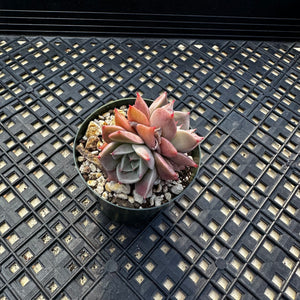 Echeveria ‘Sir Charles’
