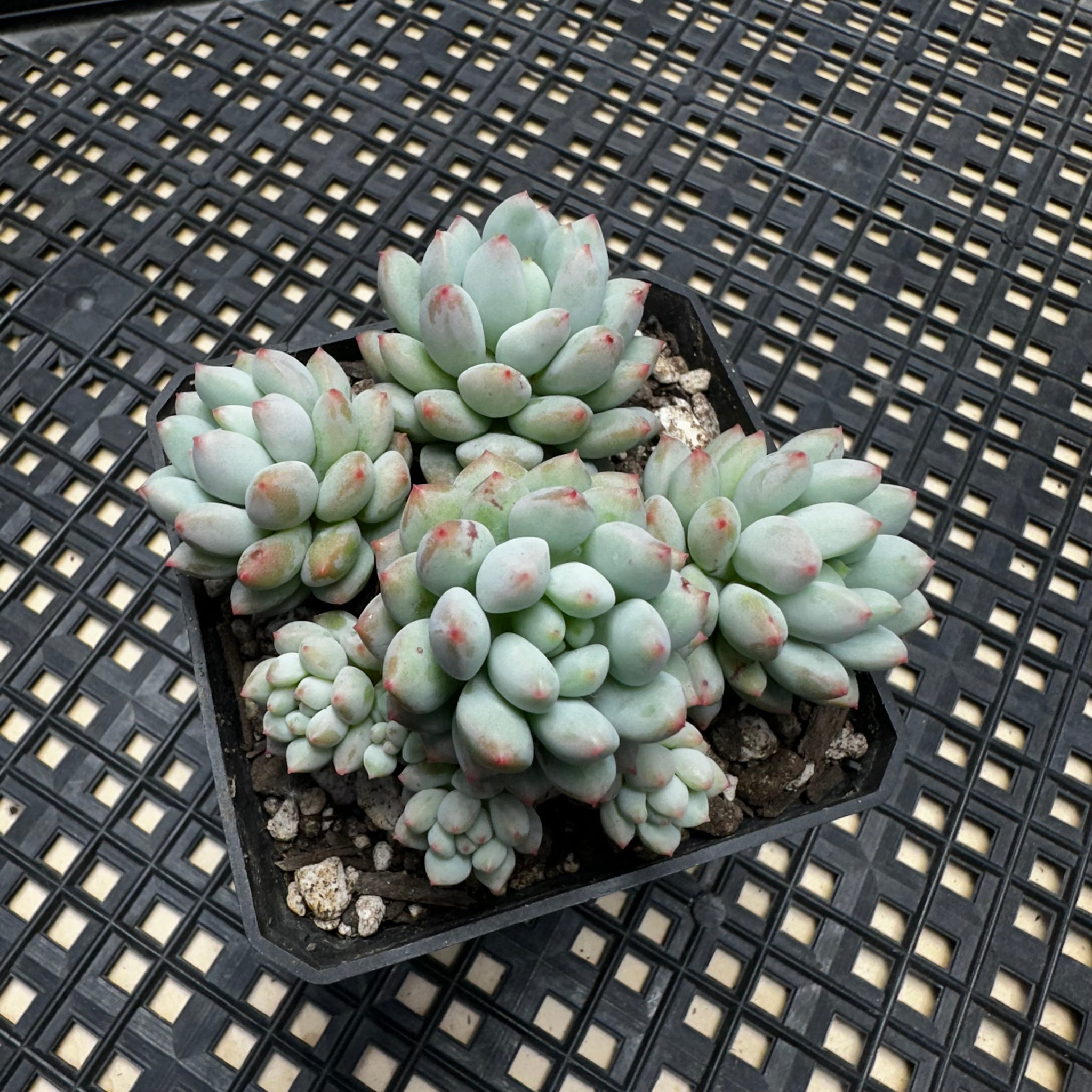 round ball succulent Echeveria 'Crown Ball' – Chubby Leaf Succulents