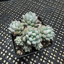 Load image into Gallery viewer, Echeveria ‘Crown Ball’