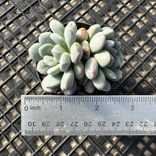 Load image into Gallery viewer, Graptoveria ‘Bridgette’