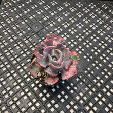 Load image into Gallery viewer, Echeveria ‘Beyonce’ Variegated
