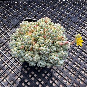 Sedum perezdelarosae