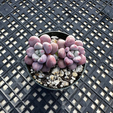 Load image into Gallery viewer, Pachyveria ‘Polari Heart’