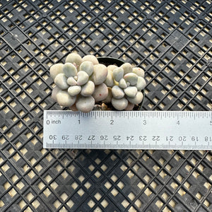 Gratopetalum ‘Ellen’