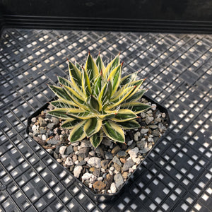 Agave schidigera 'Royal Flush'
