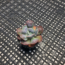 Load image into Gallery viewer, Echeveria ‘Hearts Delight’