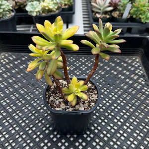 Echeveria ‘Minibelle’ Variegated