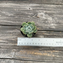 Load image into Gallery viewer, Echeveria ‘Icy Rose’ Very Rare!